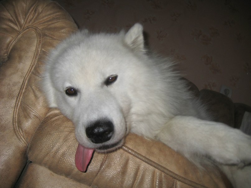 Alexandr Makovski | Киев