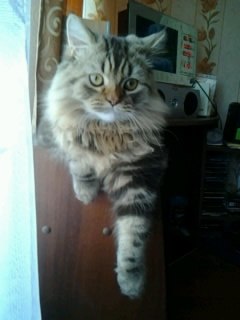 Надежда Купчинская | Санкт-Петербург