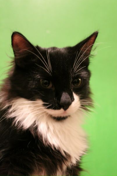 №110, Legooo Shum, Khan Yunis №110, Legooo Shum, Khan Yunis