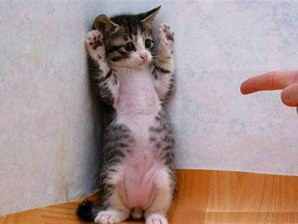 Александр Патлатый ·٠•●๑۩ SHAGGY ۩๑●•٠· | Умань