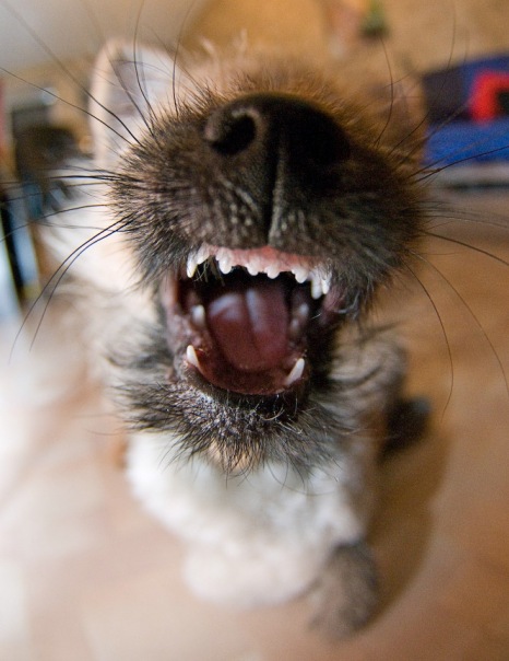 №2, Константин Никифоров №2, Константин Никифоров