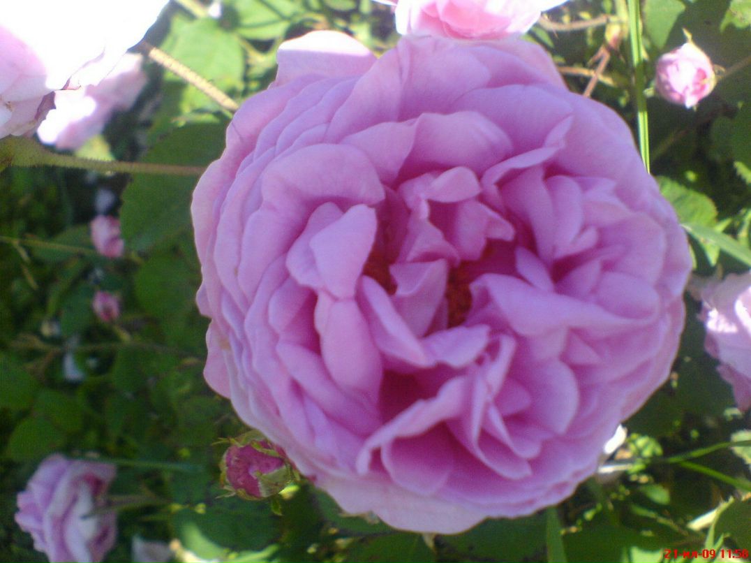 Димасик Педулло | Москва