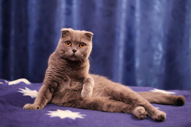 Светлана Семидел | Москва