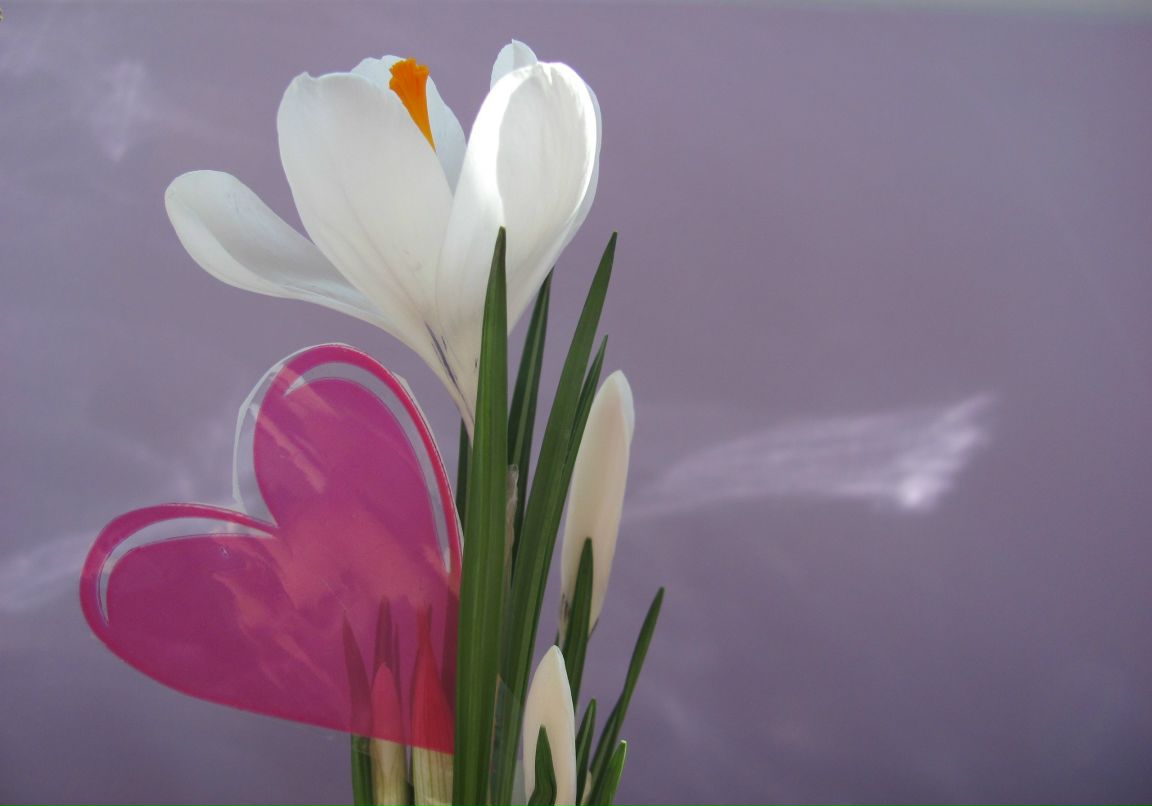 Елена Бурнос | Сумы