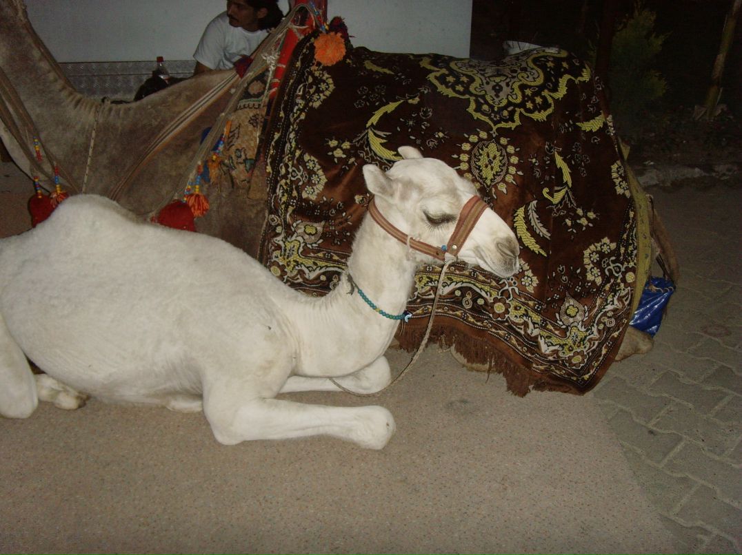 Мария Перевозчикова | Ижевск