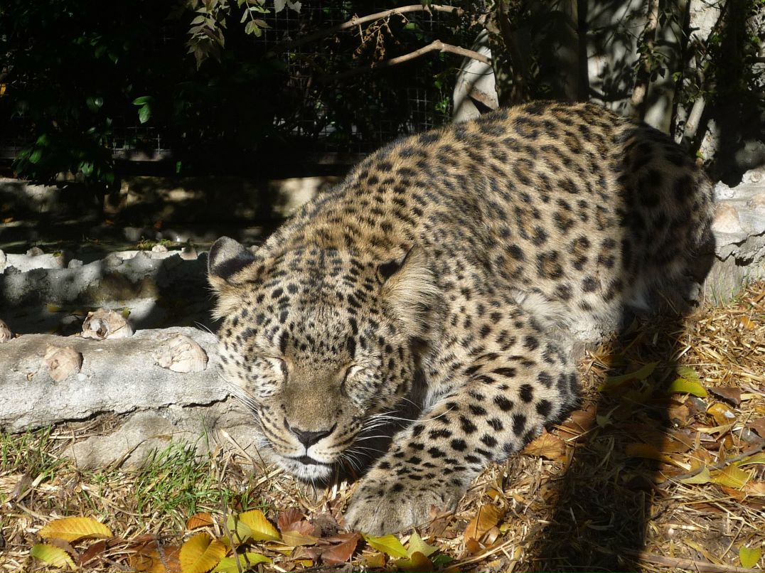 Elena Elena | Луганск