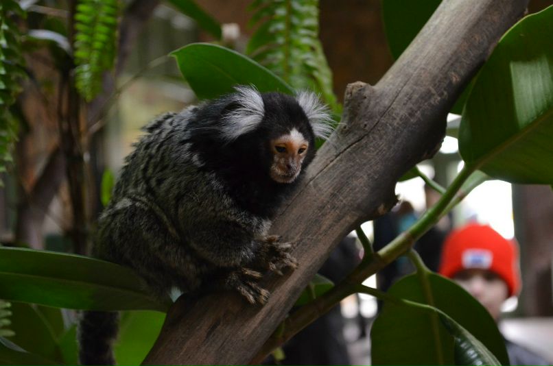 Светлана Шевченко | Санкт-Петербург