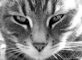 Теа Мания | Москва