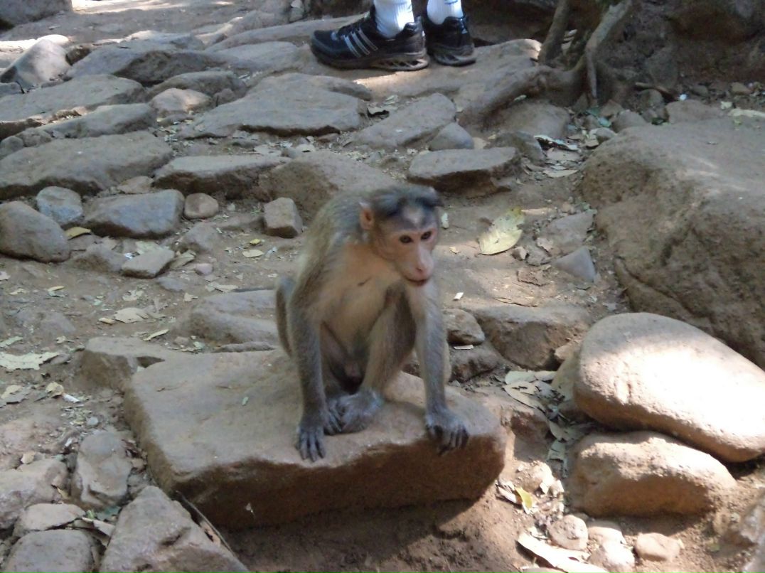 Антон Роньжин | 