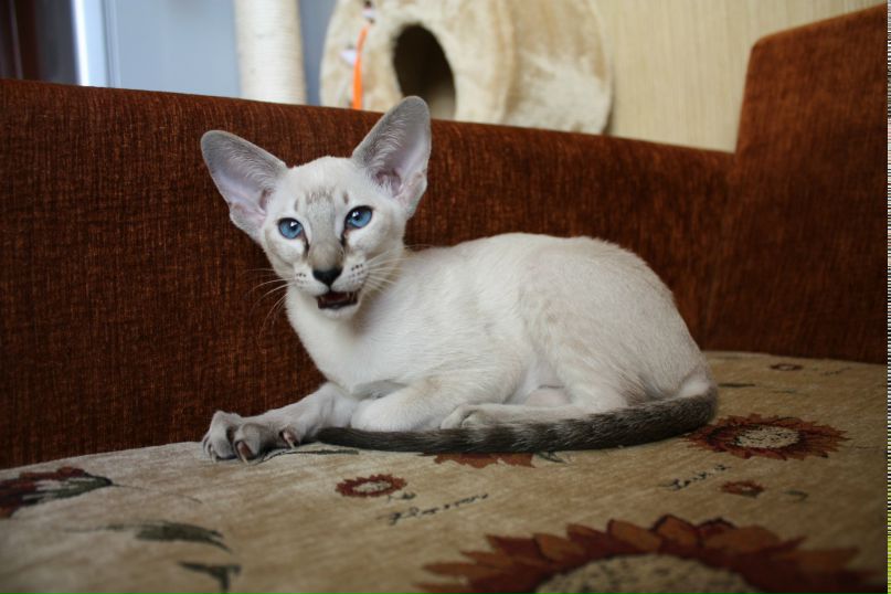 Тимофей Чудаков | Раменское