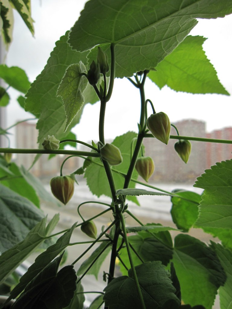 Светлана Серб | Санкт-Петербург