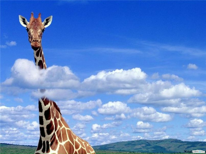 Андрей Чорноус | 