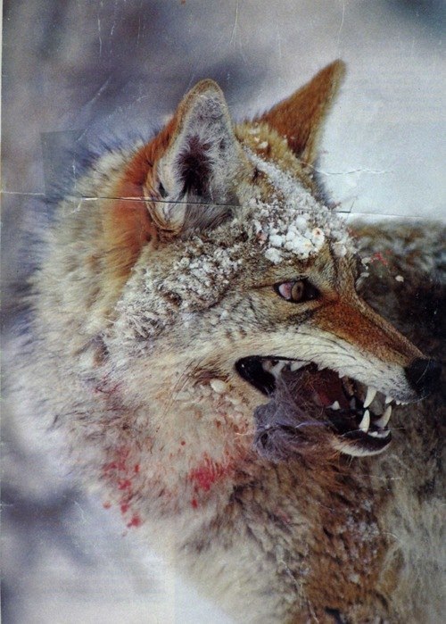 Марфа Харлова | Санкт-Петербург