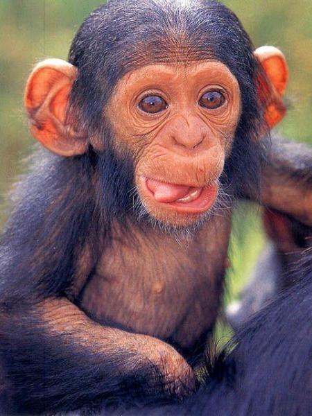 Олег Педаш | Запорожье