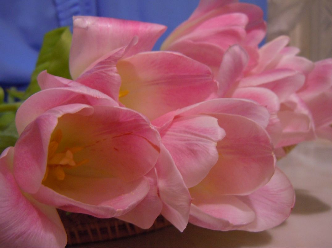 Евгения Антонова-Скорода Львовна | Губаха