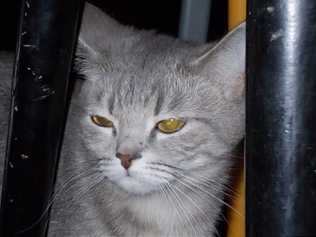 Полина Иванова | Черноголовка