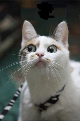 Alex Rare | Минск