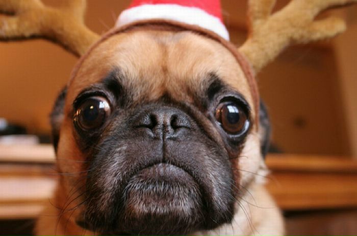 №51, Ростик Запарованый, Черкассы №51, Ростик Запарованый, Черкассы