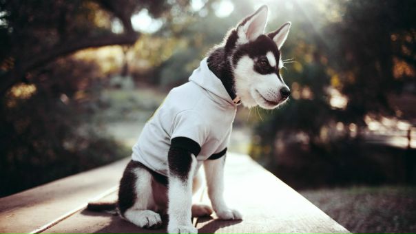 Александр Таран, Россия, Краснодар