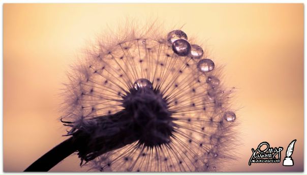 Одуванчик Обои фото 11