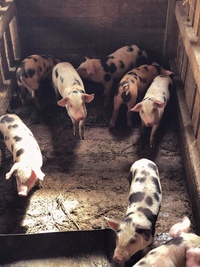 Золотой Телёнок - ферма в деревне Поджигородово