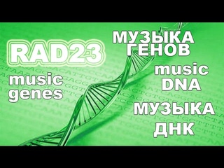Музыка ДНК - Как поет человеческий ген RAD23 homolog A, transcript variant 2, mRNA