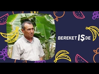 Banan nmiligi - Trkmenistan | Bereket Ide