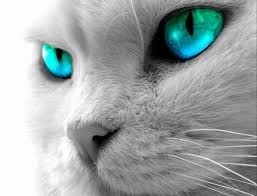 Сергей Настас | Колинковцы