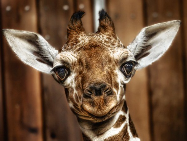 №4, Евгений Шеховцов, 09.03.1991, Запорожье №4, Евгений Шеховцов, 09.03.1991, Запорожье