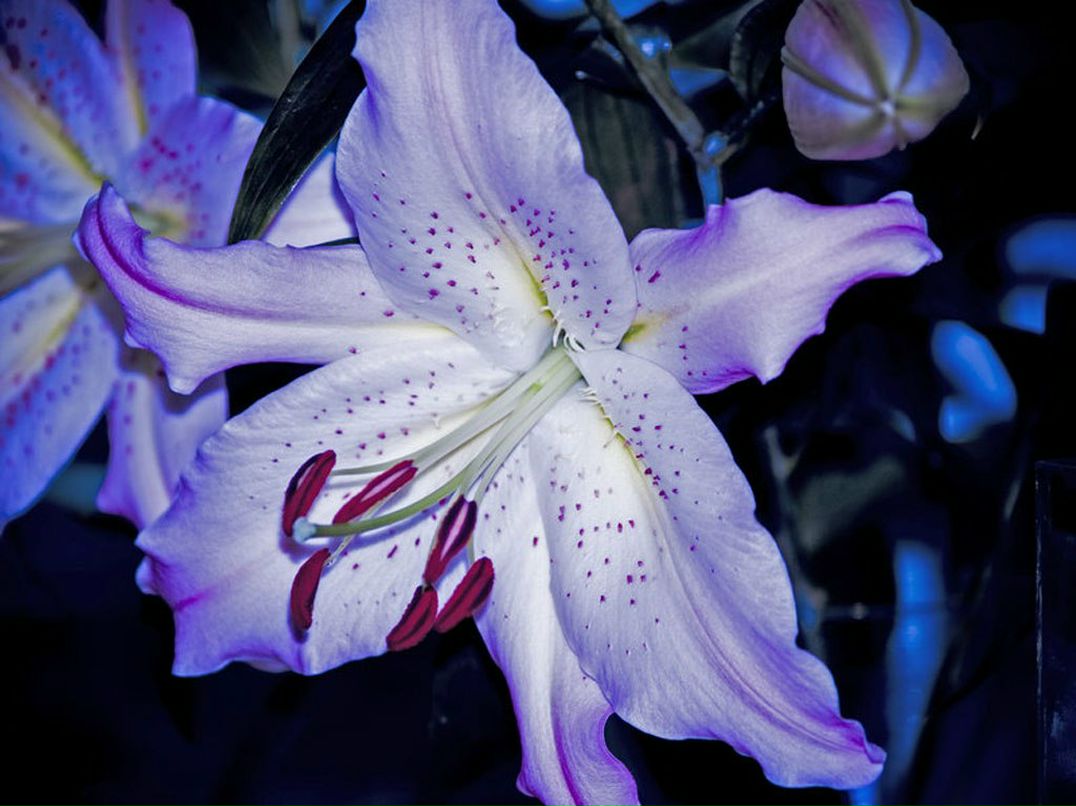 Николя Вальков | Москва