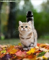 Наталья Карпова | Санкт-Петербург