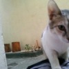 Аватар: Abdou Abdou