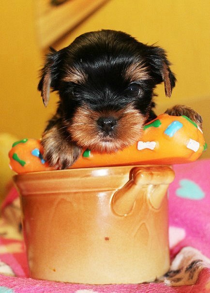 Мариша Маринина ***МАЛИНКА*** | Санкт-Петербург