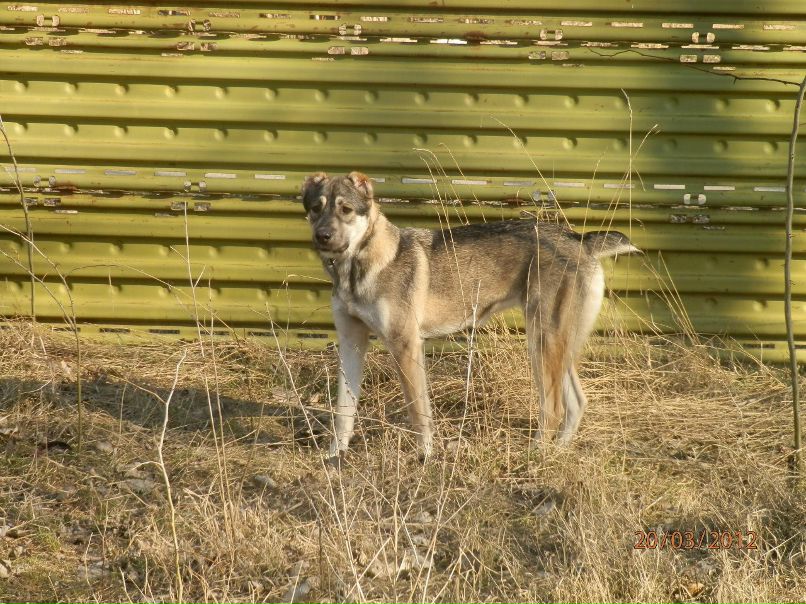 Виталий Бернадский | Джанкой