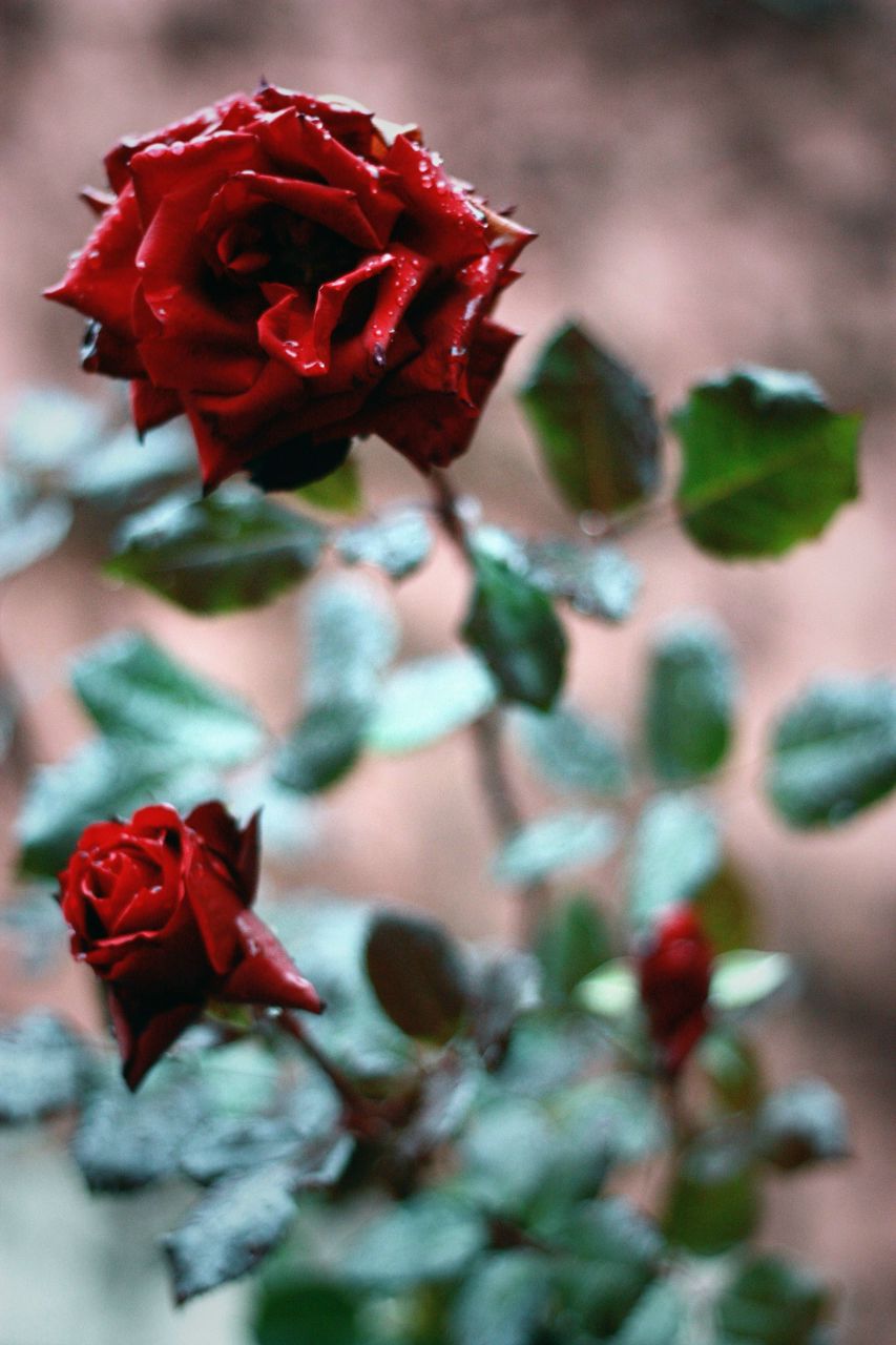 Алексей Уколов | Москва