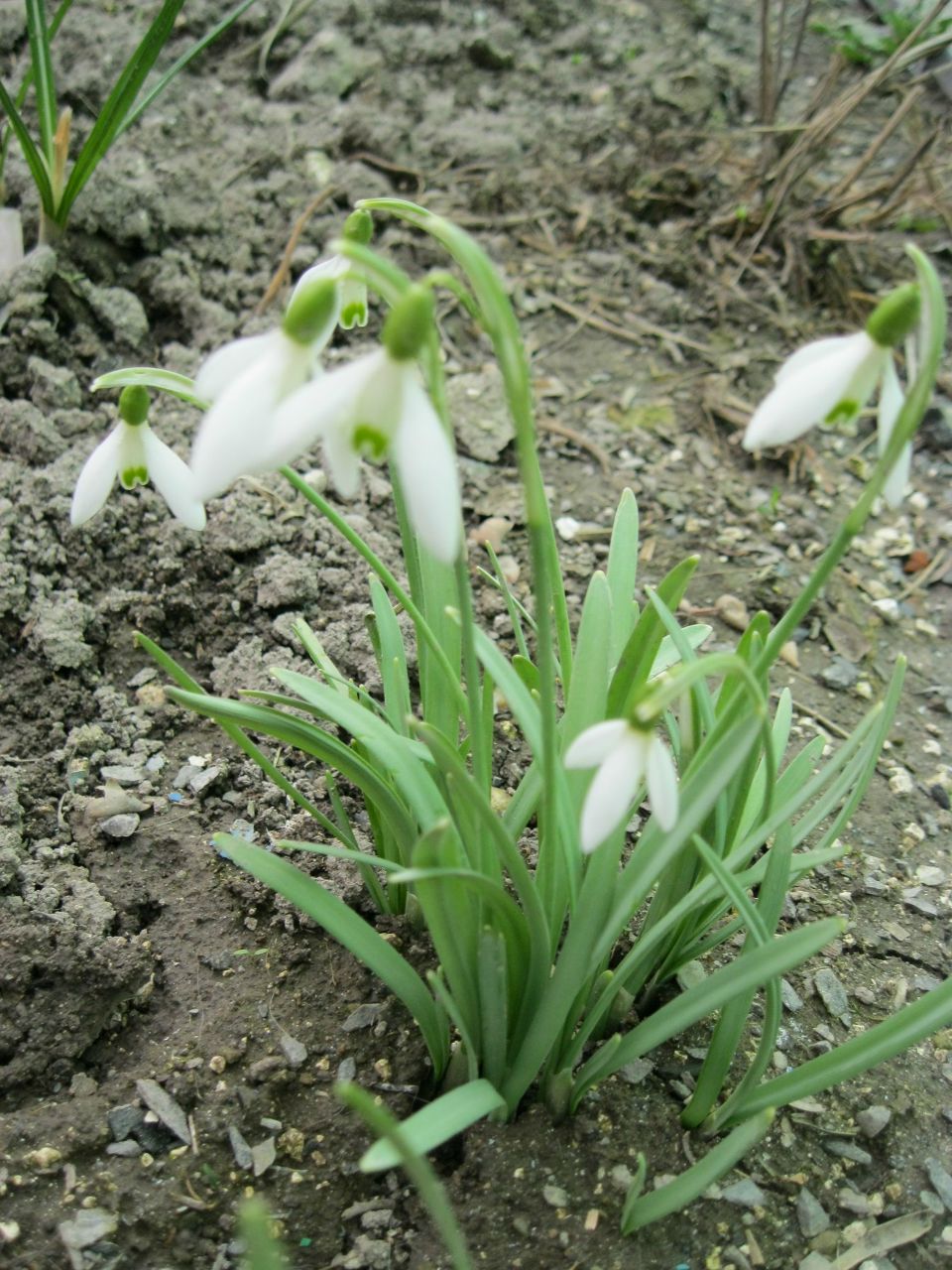 Раиса Кова | 