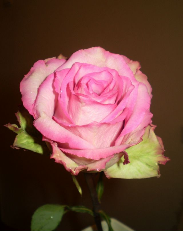 Светлана Коннова | Санкт-Петербург