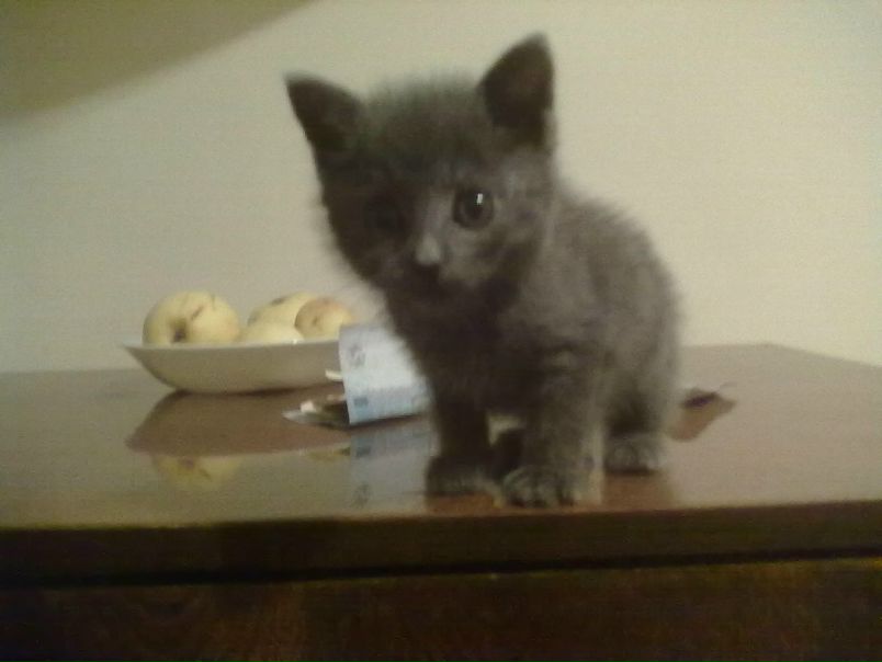 №2, Елена Репина, 19 лет, Кременчуг №2, Елена Репина, 19 лет, Кременчуг