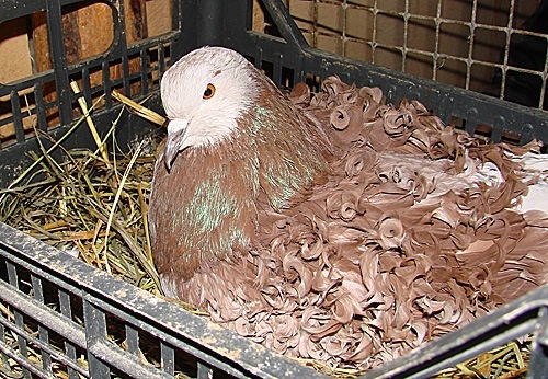 №71, Анастасия Гореликова, 34 года, Ярославль №71, Анастасия Гореликова, 34 года, Ярославль