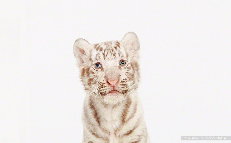 Андрій Вітик | Львов