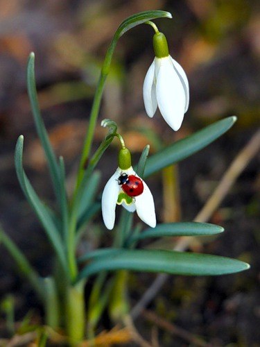 Александра Алемус | Рига