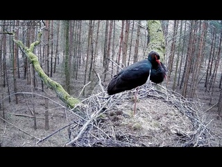 Bociany Czarne Online 2021 / Black Stork Online - transmisja z gniazda bocianów czarnych