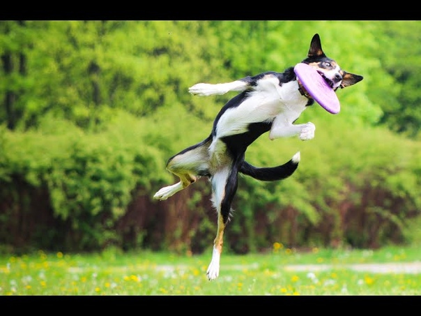 Zoey border collie ISDS frisbee tricks