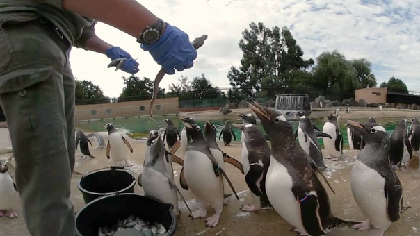 Feeding time at the penguins 360 video at RZSS Edinburgh