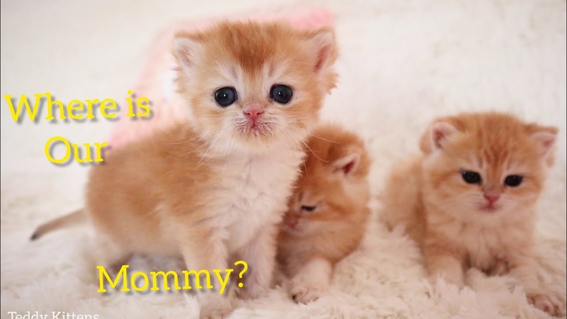 Where is our Mom Little kittens now grow up without their