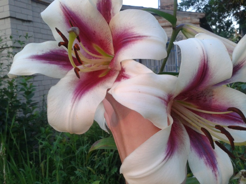 Юля Демченко | Мировое