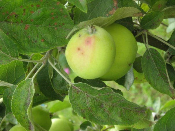 Настя Лисицына | Санкт-Петербург