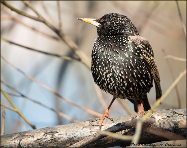 Птицы похожие на скворцов фото Птицы похожие на скворцов фото