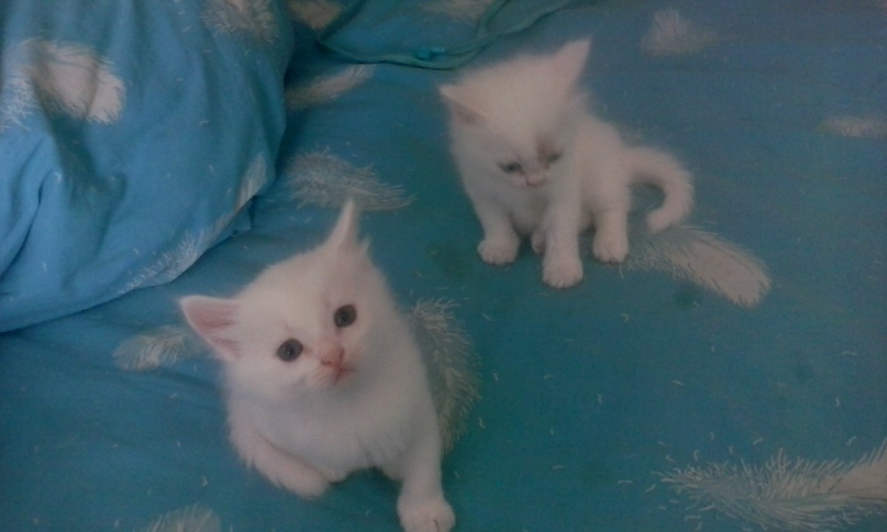 Анна Митрошина | Сызрань