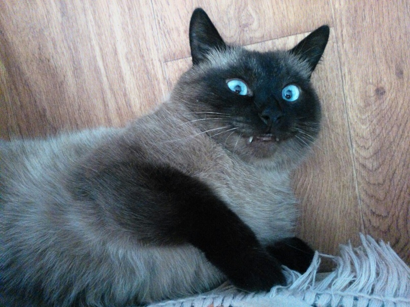 Екатерина Савенко | Одесса